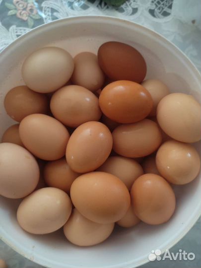 Домашние куриные яйца