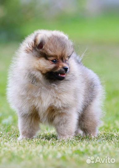 Шпиц щенок померанский мальчик
