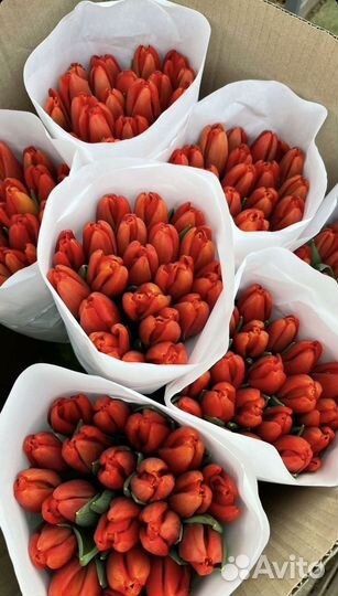 Тюльпаны оптом