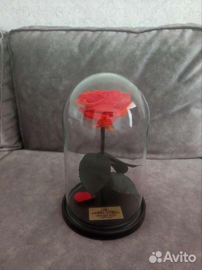 Живая роза в колбе