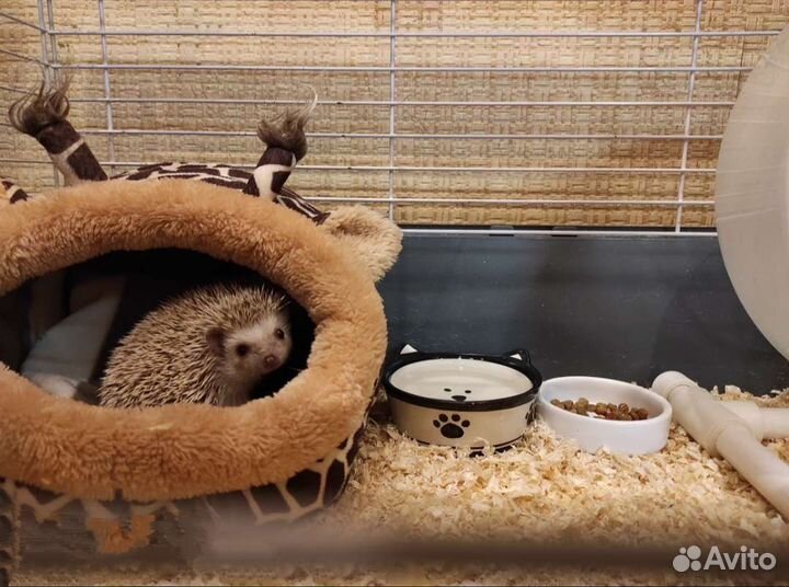 Африканский карликовый ежик