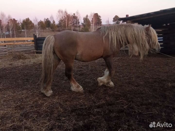 Племенной жеребец