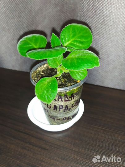 Глоксиния махровая