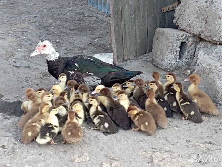 Мускусные индоутята