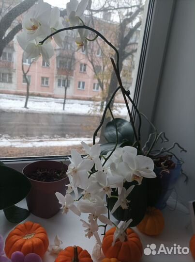 Продам цветы комнатные