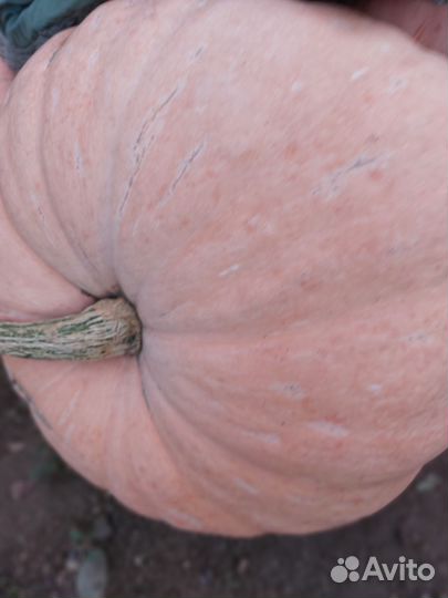 Тыква кормовая (много)