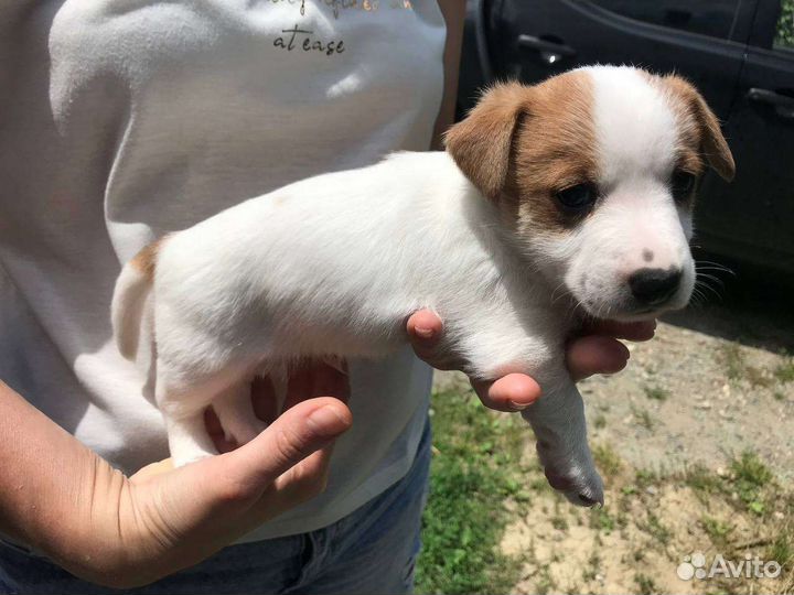 Щенки джек Рассел терьер