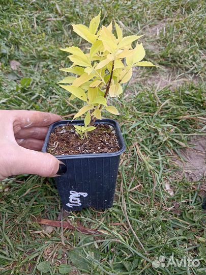 Чубушник сорт Голд