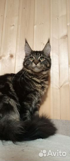 Мейн-кун девочка