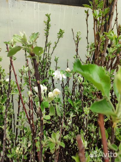 Саженцы яблонь 4 летки