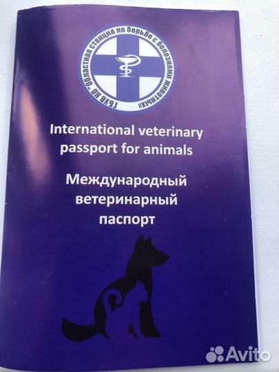 Собака мини той-терьер