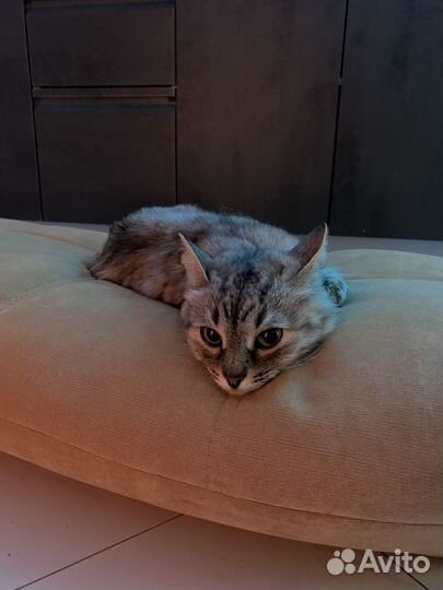 Сибирская кошка