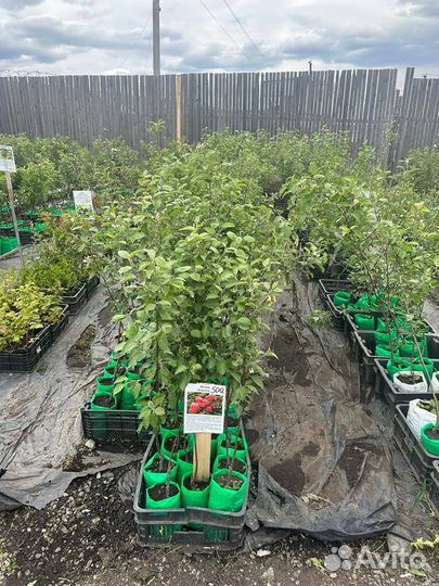 Саженцы яблони. Широкий ассортимент