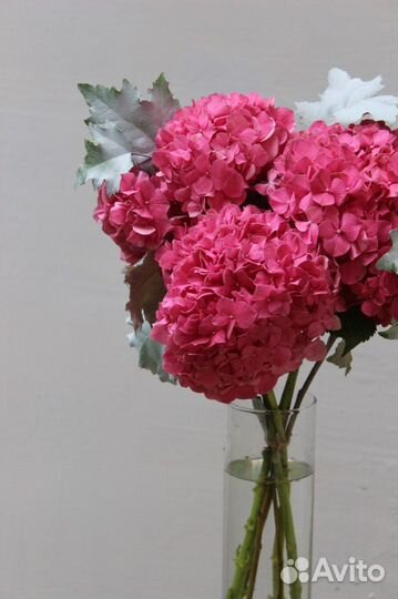Гортензия/Цветы