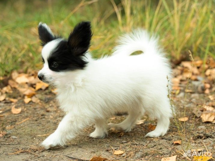 Папийоны щенки девочка