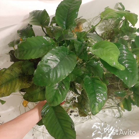 Водоросли для аквариума