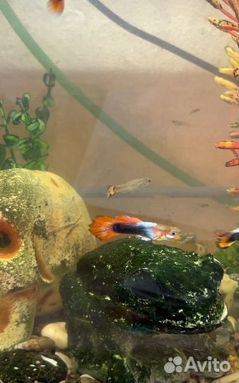 Аквариум с рыбками