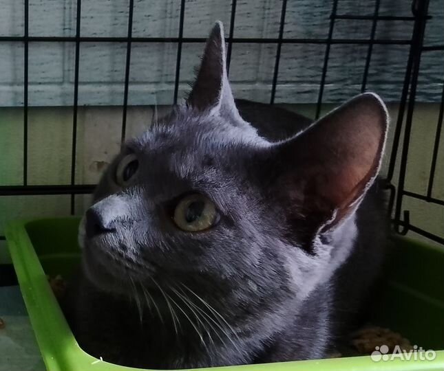 Отдам в добрые руки