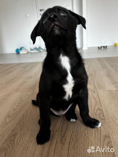 Щенок мальчик в добрые руки