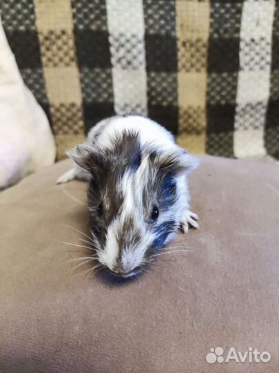 Морская свинка