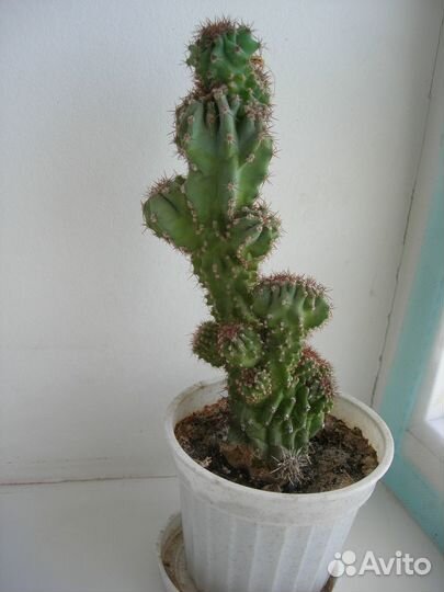 Скалистый кактус