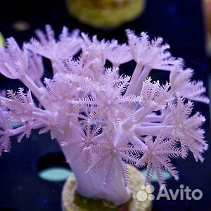 Морские кораллы