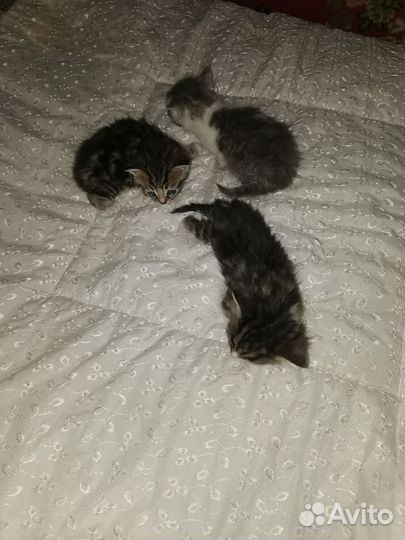 Отдам котенка в добрые руки