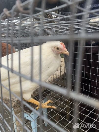 Куры минорка