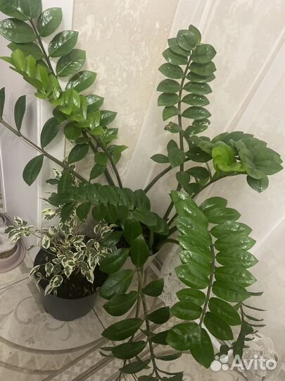 Замиокулькас