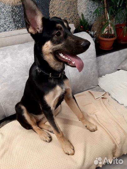 Собаки бесплатно