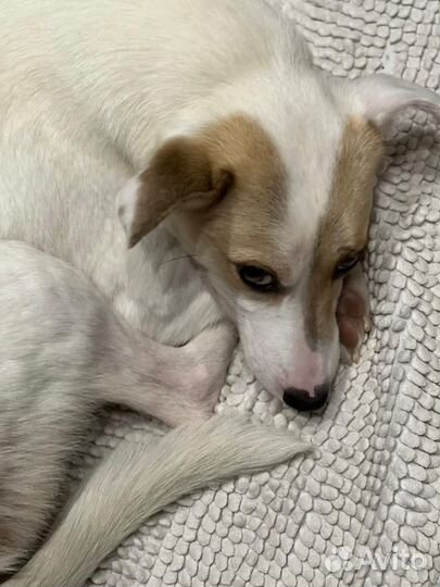 Джек Рассел терьер