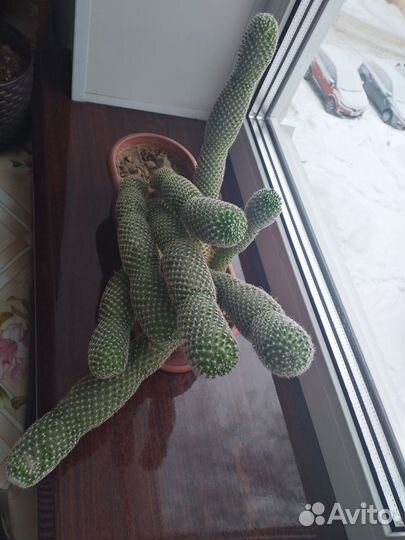 Кактус