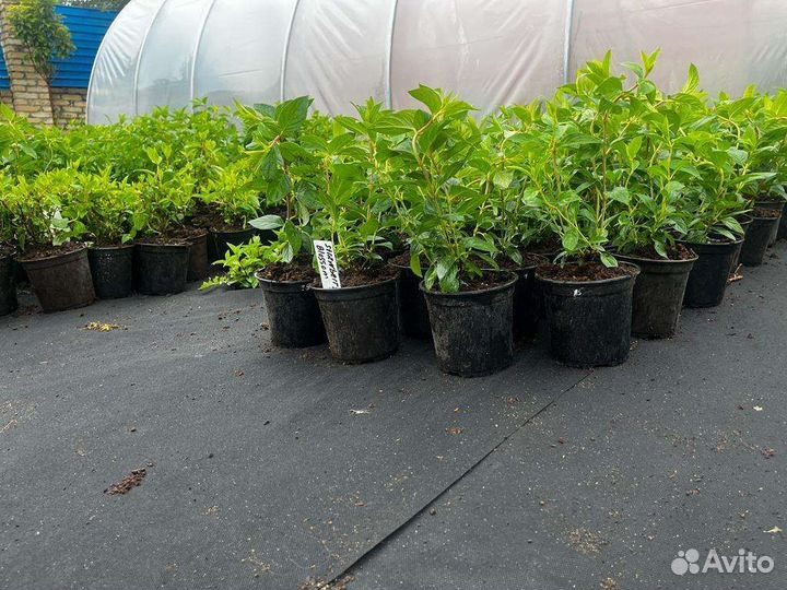 Саженцы гортензий бобо, Сандей фрайз