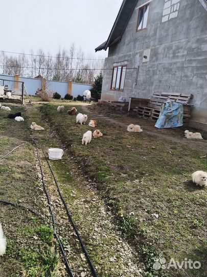 Собаки шпицы