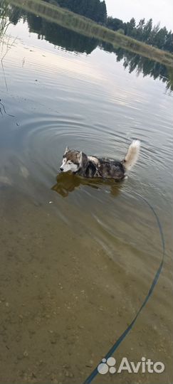 Вязка кобель хаски