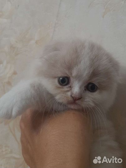 Шотландские вислоухие котята рыжие