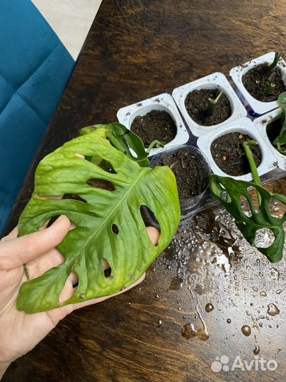 Монстера манки,дифенбахия,хлорофитум и др