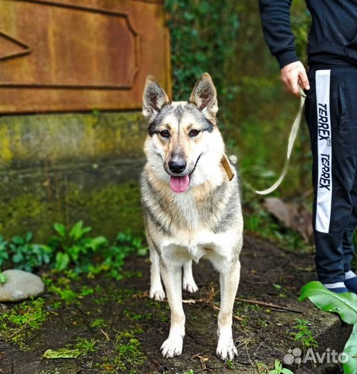 Собака в добрые руки отдам бесплатно