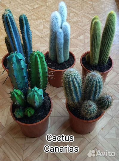 Кактусы редкие, большие 40-50 см