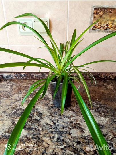 Хлорофитумы, красивые и разные