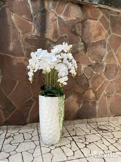 Орхидея напольная