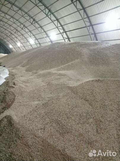 Пшеница, овес, ячмень