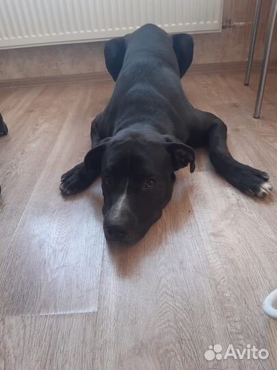 Арчи очень нужен дом