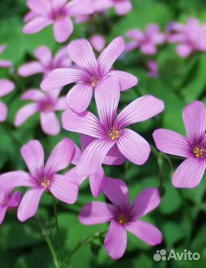 Оксалис, кислица