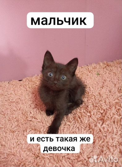 Котята