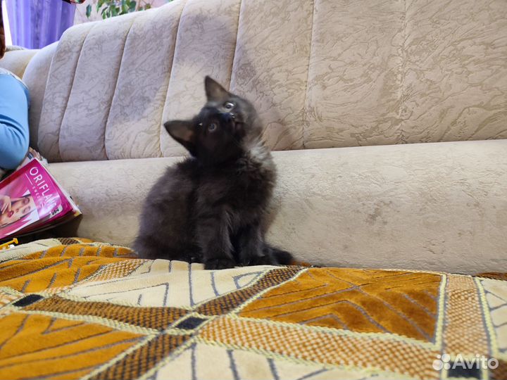 Котëнок девочка