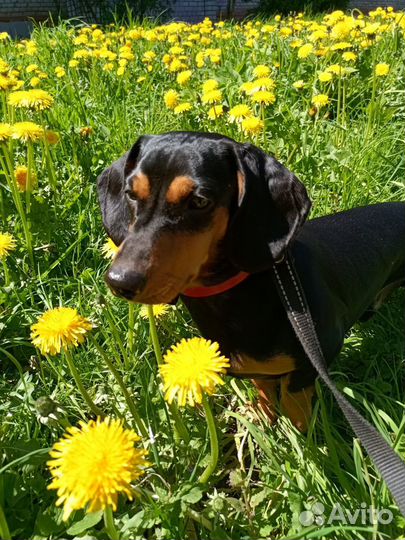 Такса.Вязка