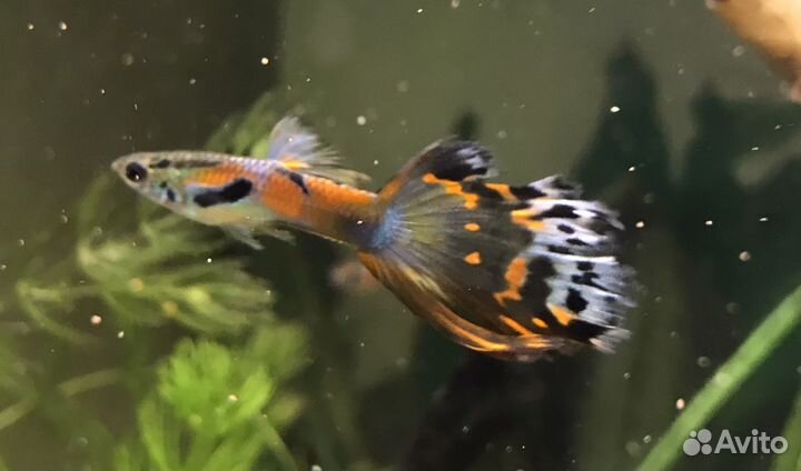 Рыбки гуппи