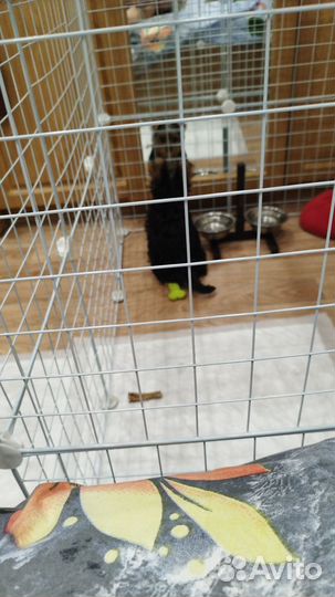 Вольер для собак и кошек