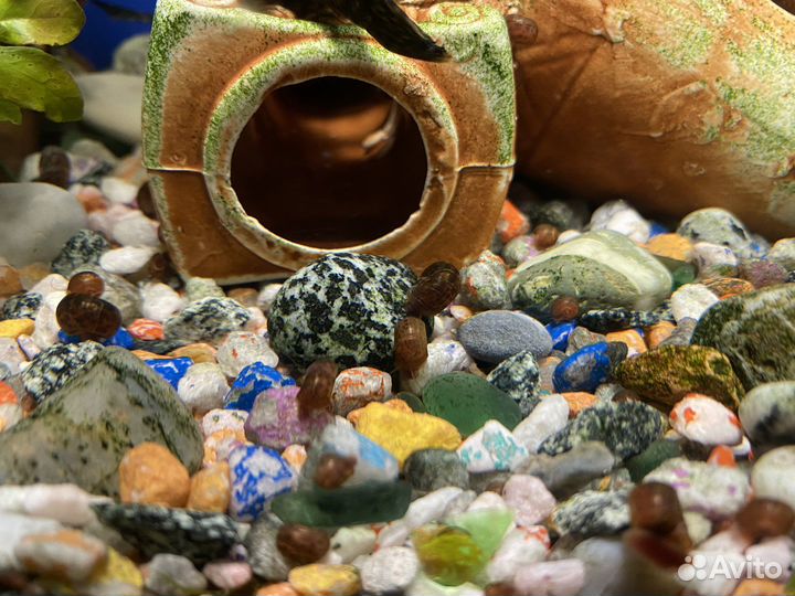 Улитки аквариумные